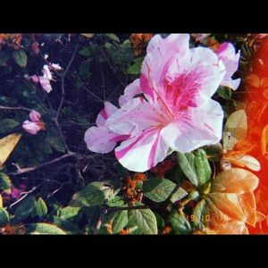 Meet your Posher, Natasha